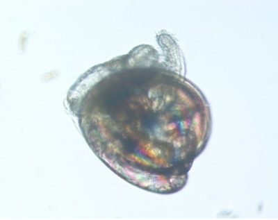 Oyster eyed-larvae competent to set.