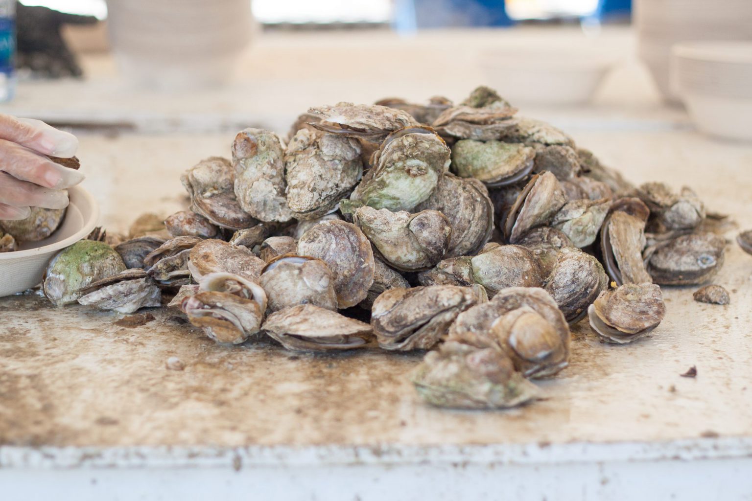 48th Annual Chincoteague Island Oyster Festival Virginia Aquaculture