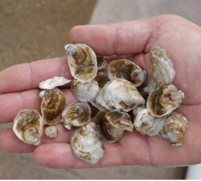 Juvenile oysters from a nursery upweller ready for planting for final grow-out to market size. The final stage of production is the grow-out phase, when larger “seed” oysters (~8-12 mm in length) grow to their final market size (>~70-mm). Depending on the desired market (half-shell or shucking), seed will be grown is some sort of protective device (cage, rack bag or float) or placed directly on the bottom (spat-on-shell production). In Virginia, the most common grow-out method used is on-bottom cages.