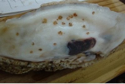 Newly set oysters on the inside of an oyster shell from the spat-on-shell production method. The second stage of production is the nursery phase where newly settled (set) oyster are raised to a larger size to be planted in the natural environment for grow-out to market size. The nursery stage can occur either onshore, on floating structures, or in the ambient waters.