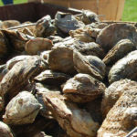 Seafood Saturday at DuCard Vineyards with Oysters, Crab Cakes, and Live Music!