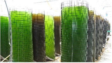 Mass culture of algae to be used as food.